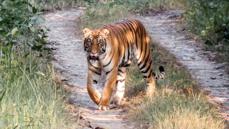 Nepál zachránil tygry, ti už pozabíjeli stovky lidí